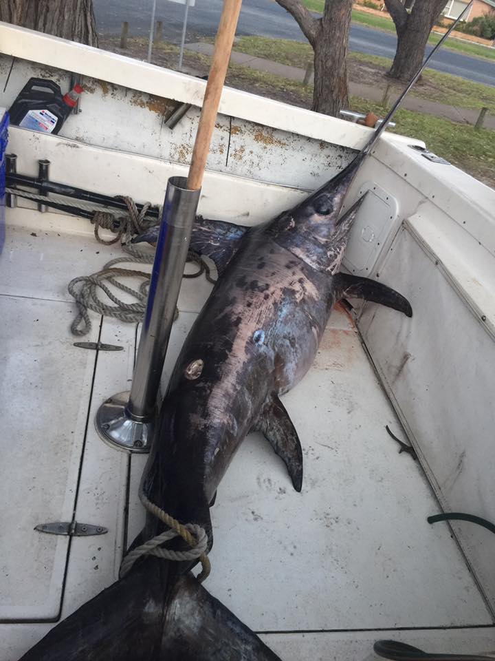Broadbill swordfish landed Lakes Entrance June 16 with cookie cutter bite