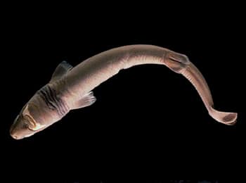 cookie cutter shark 1