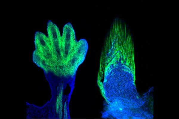 Markers of the wrists and digits in the limb of a mouse (left) are present in fish and demarcate the fin rays (right). The wrist and digits of tetrapods are the cellular and genetic equivalents of the fin rays of fish, according to new research. Credit: SHUBIN LABORATORY